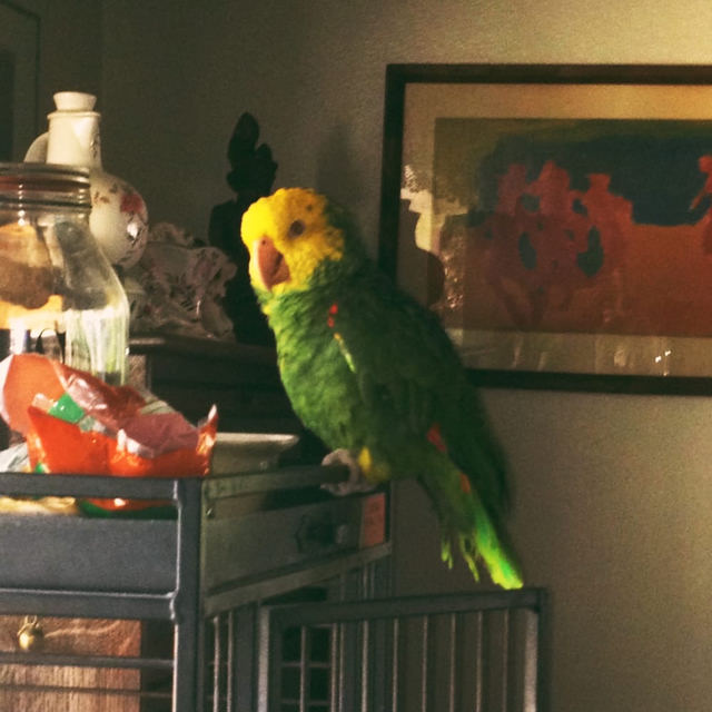 Ahab the parrot